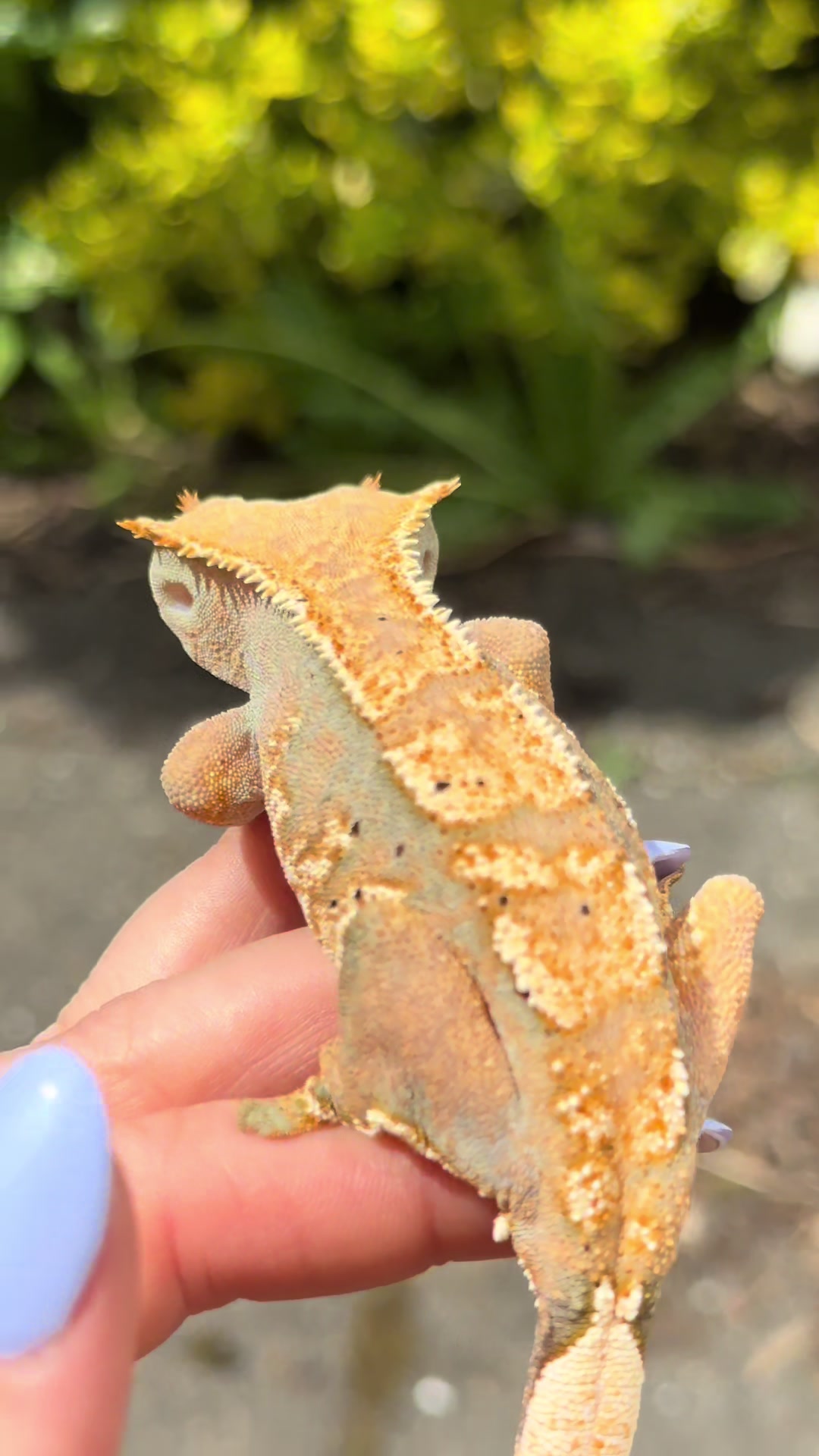@pawsandcreepycrawlers