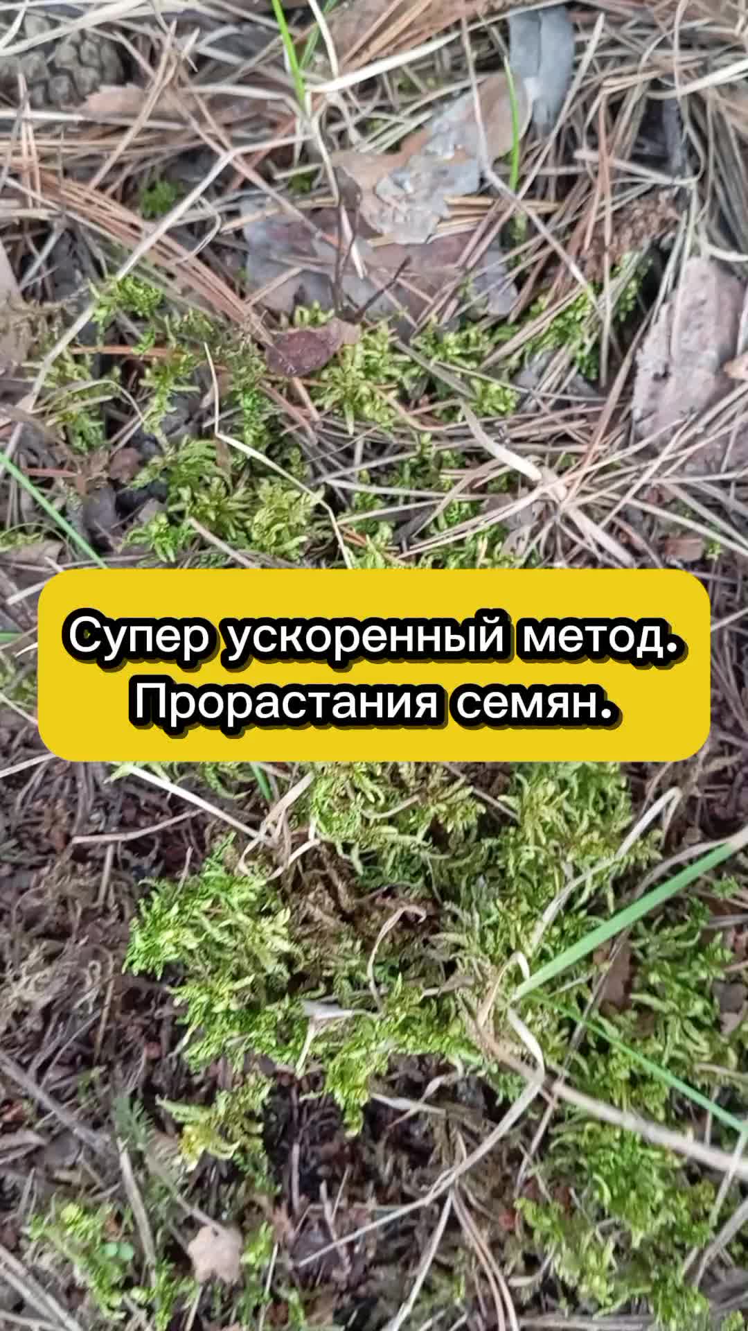 @Ogorodozigzag