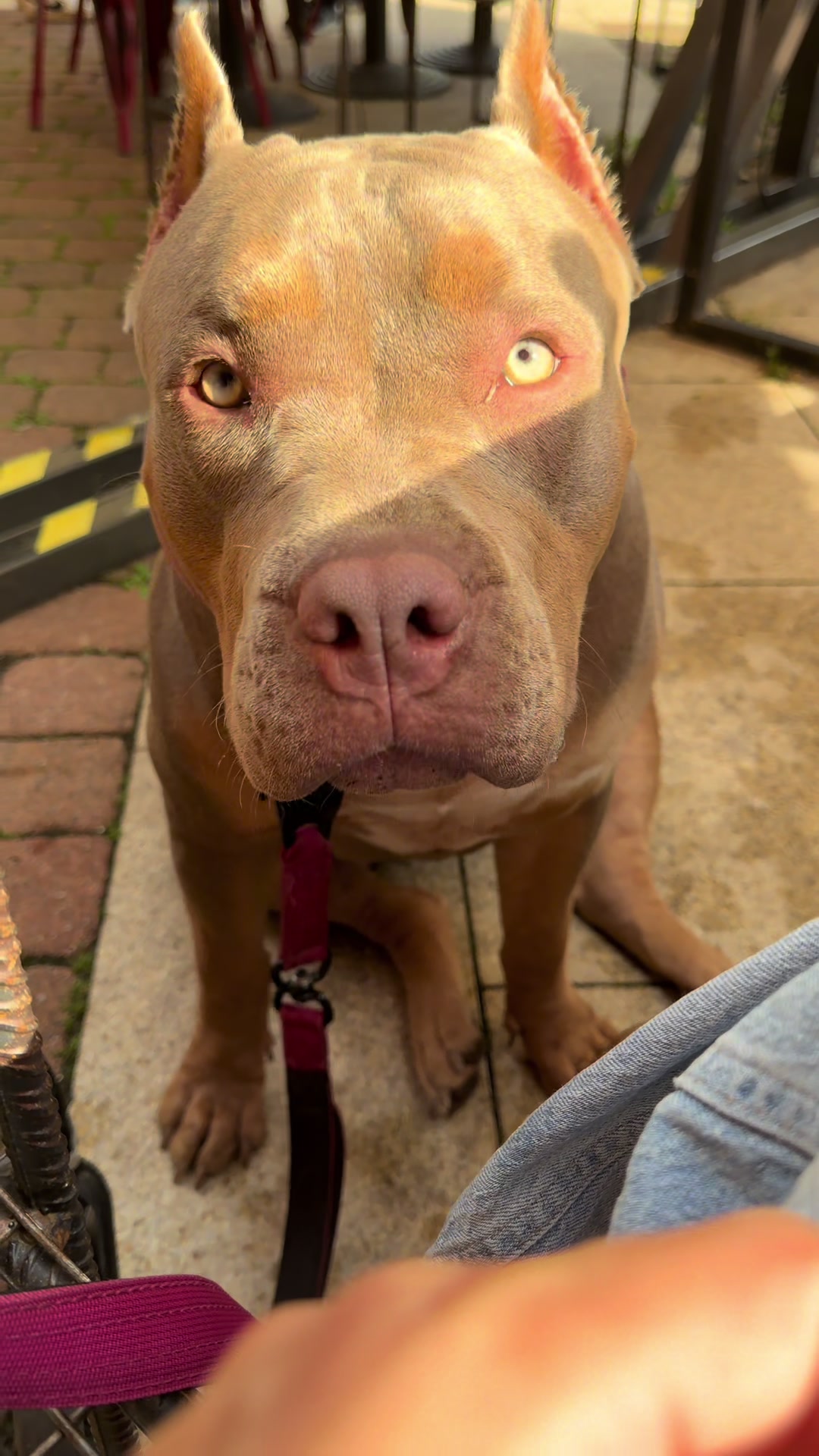 @TopQualityBullyKennel
