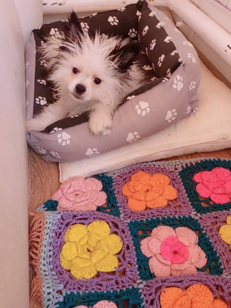 @Миша🐶 Стеша😺 Дуня🐭