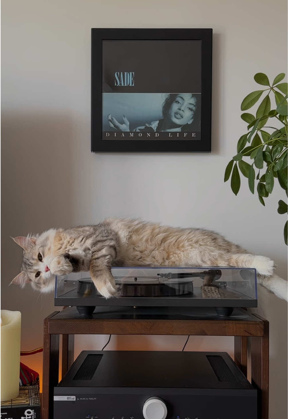 @Leon The Vinyl Cat
