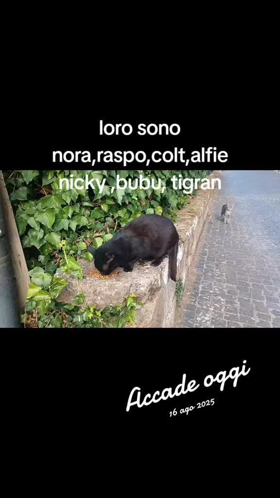 @amica dei gatti