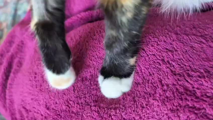 @Glossop Cat Rescue