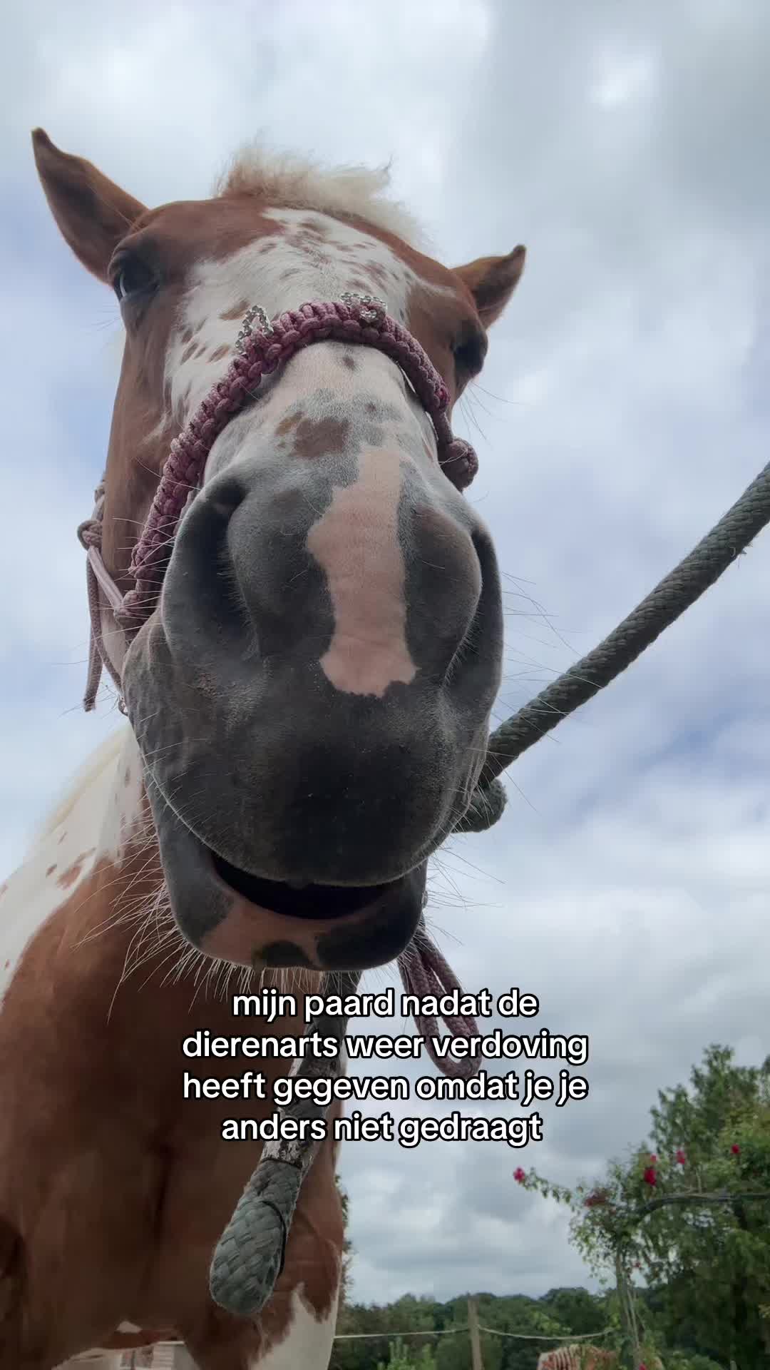 @Junior A&H🤭