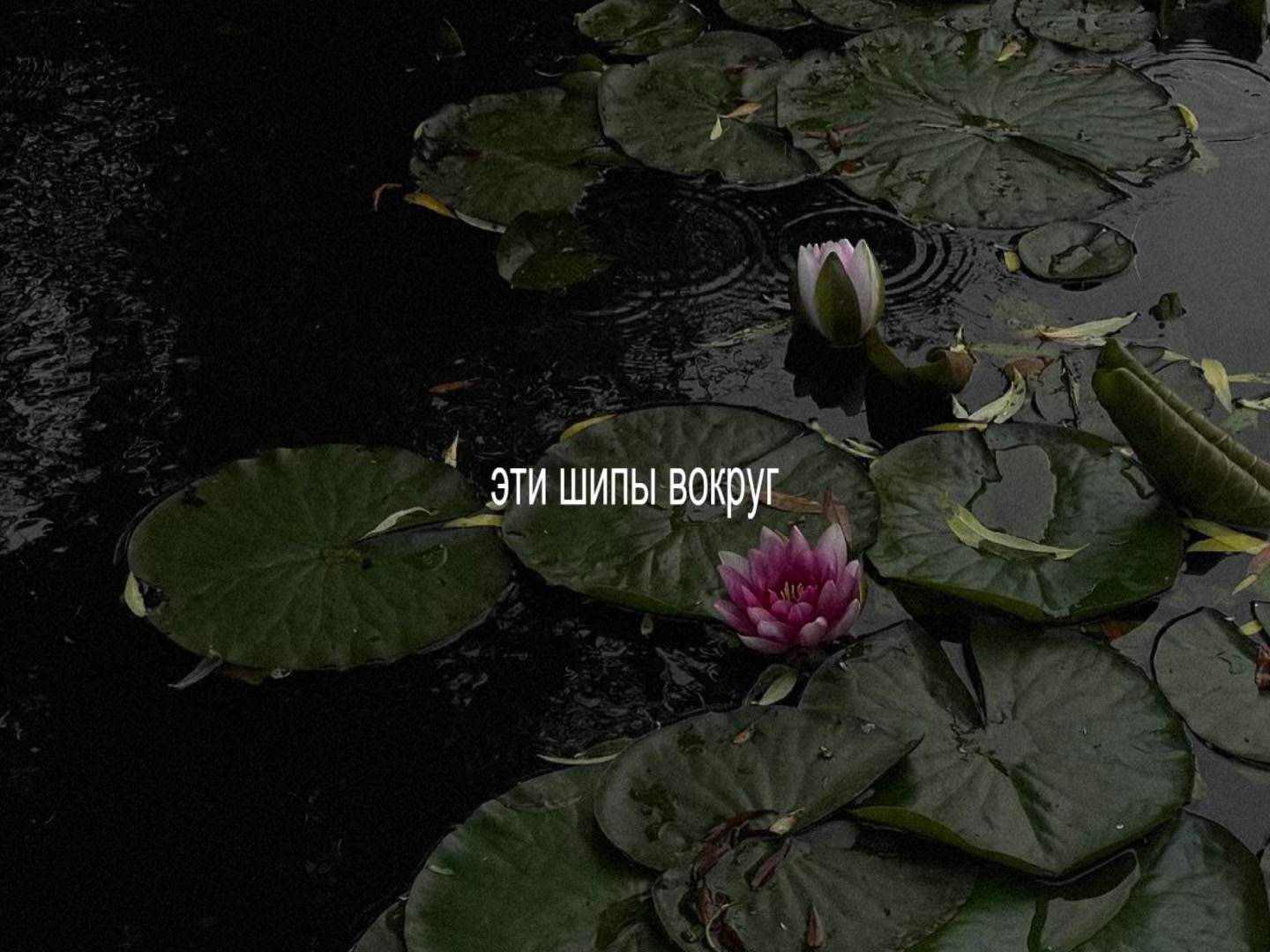 @зипочка