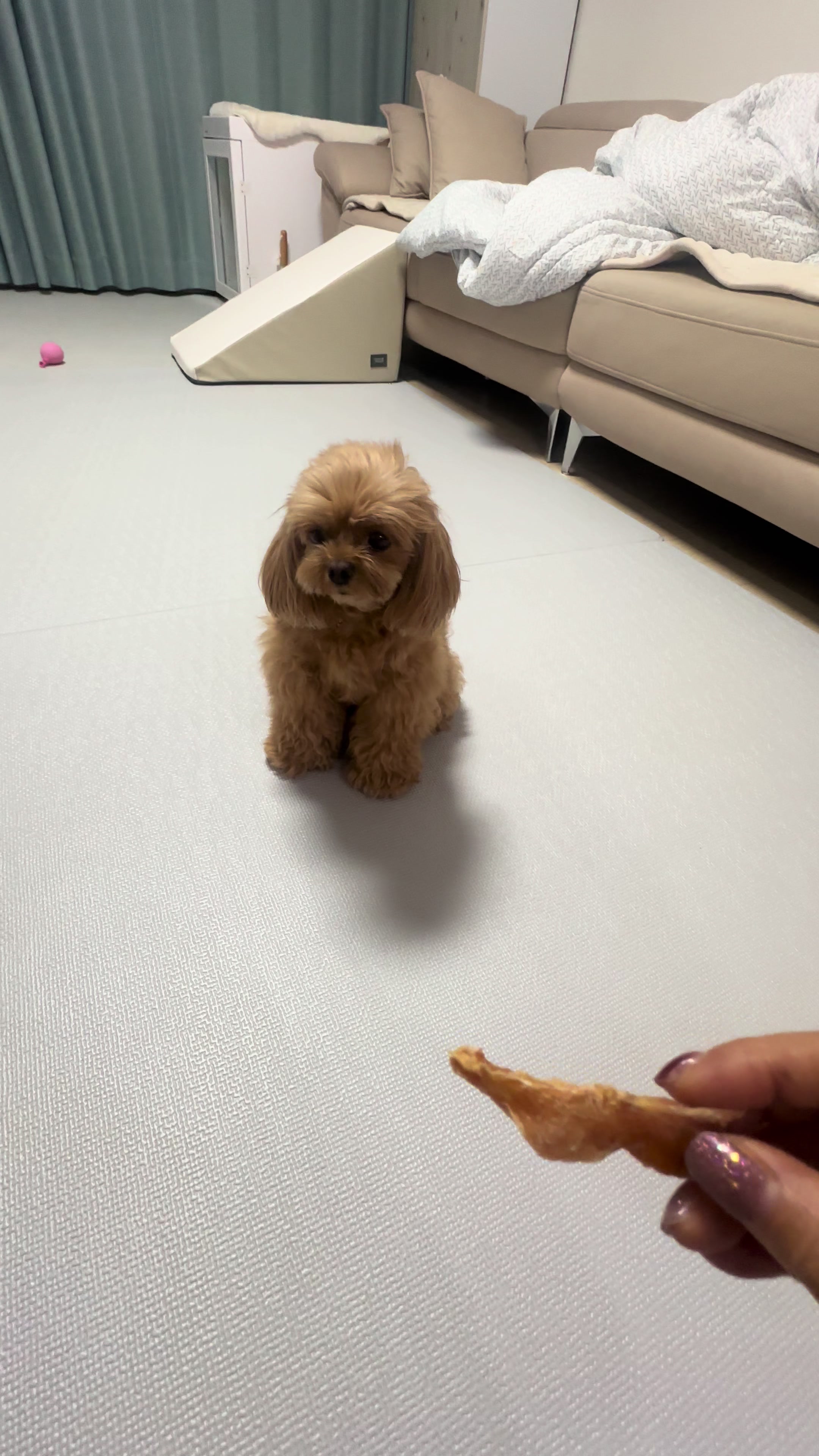 @꼬미