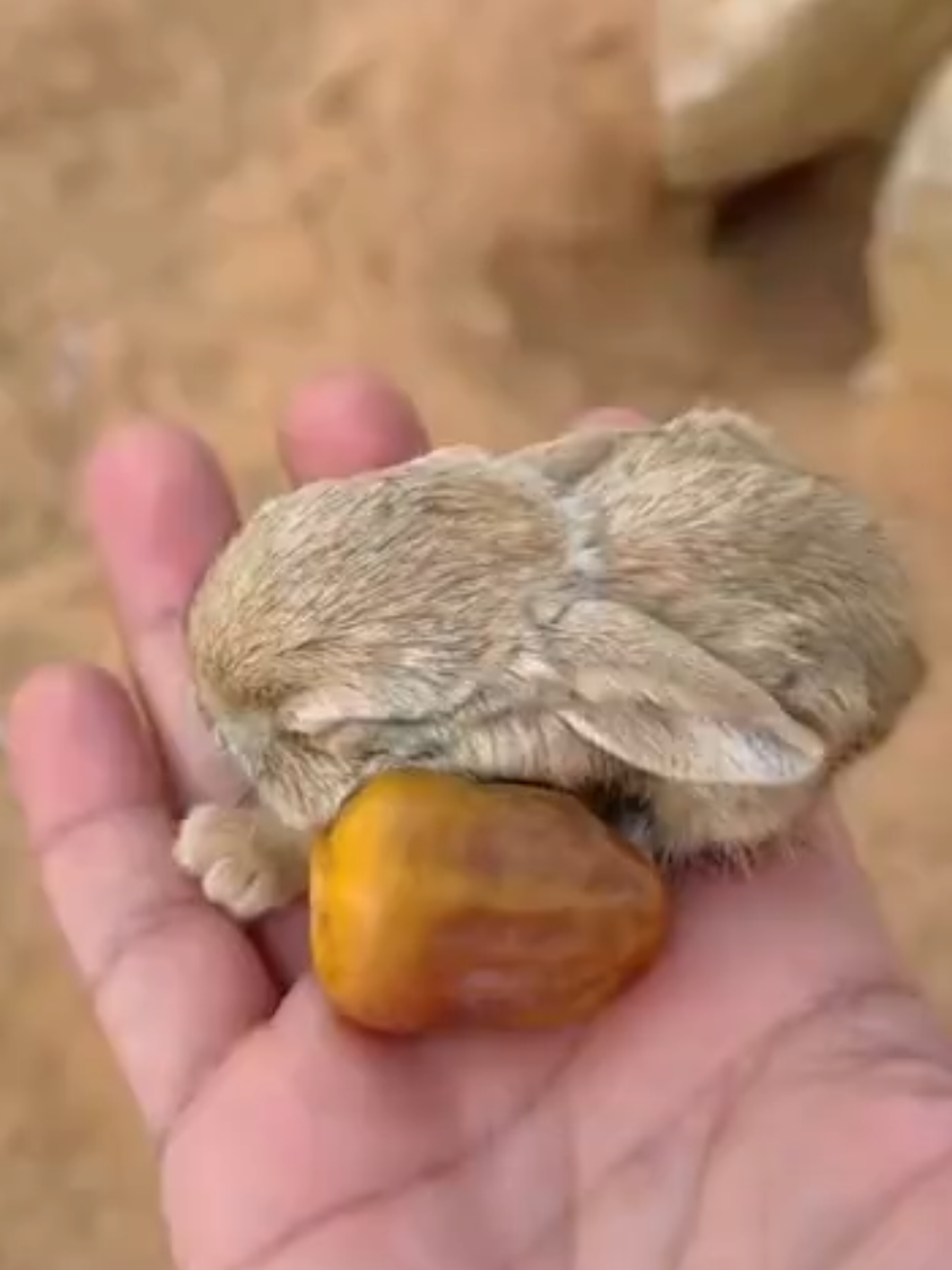 @sloughi 𓃹 𓃴 سلوقي