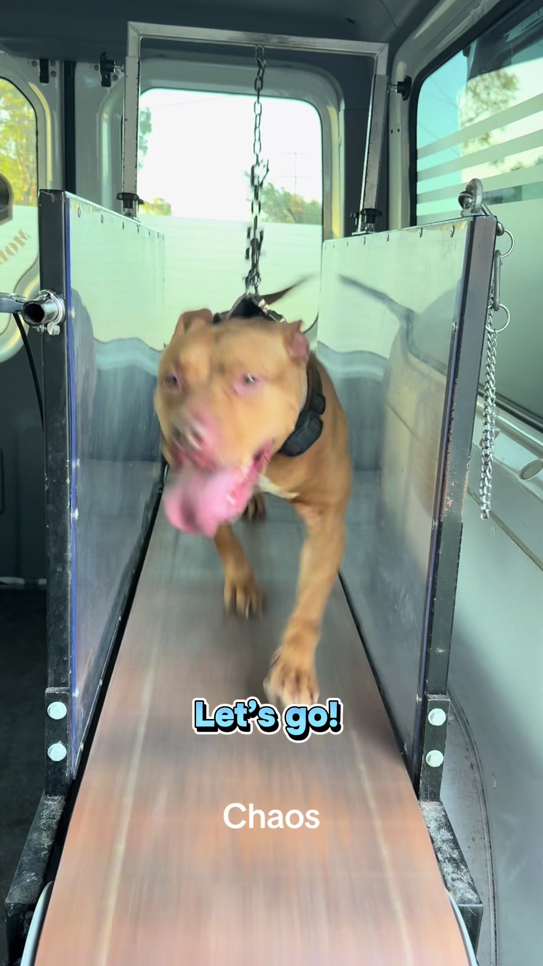 @Canine Conditioning