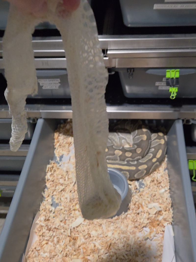 @Rikers Reptiles