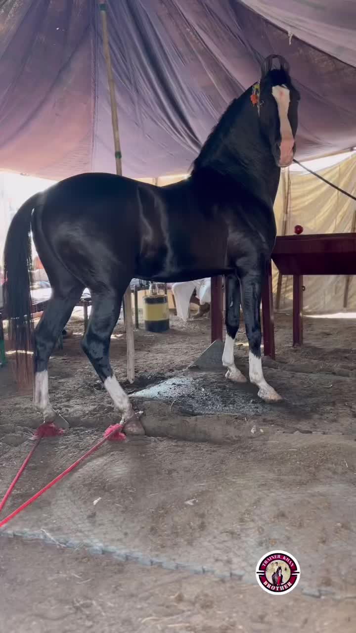 @شوق۔ پنجاب دا🐴🐴