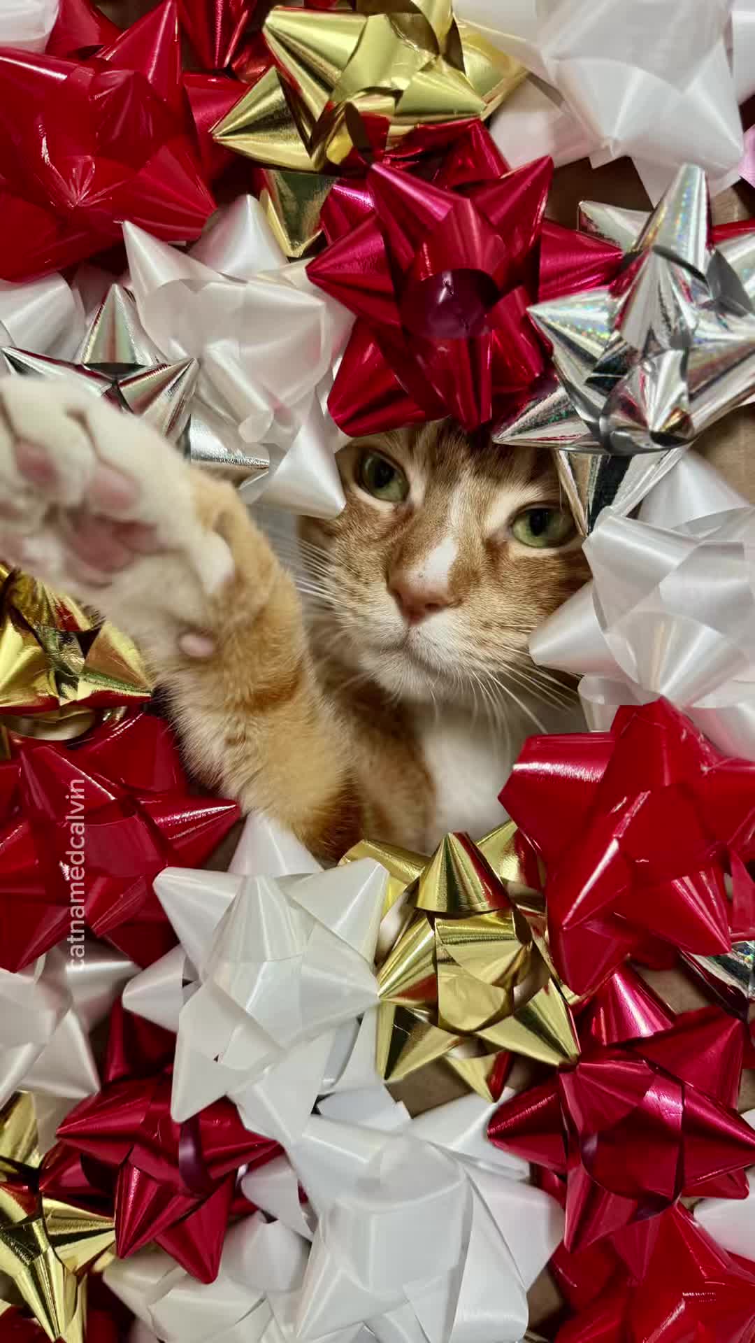 @catnamedcalvin