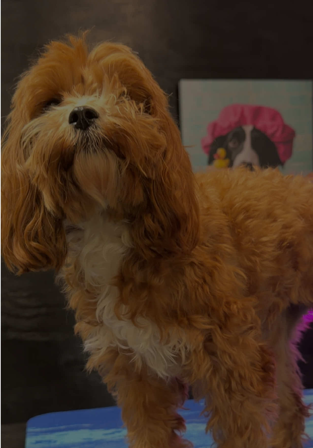 @DIRTY.PAWS.PETSALON