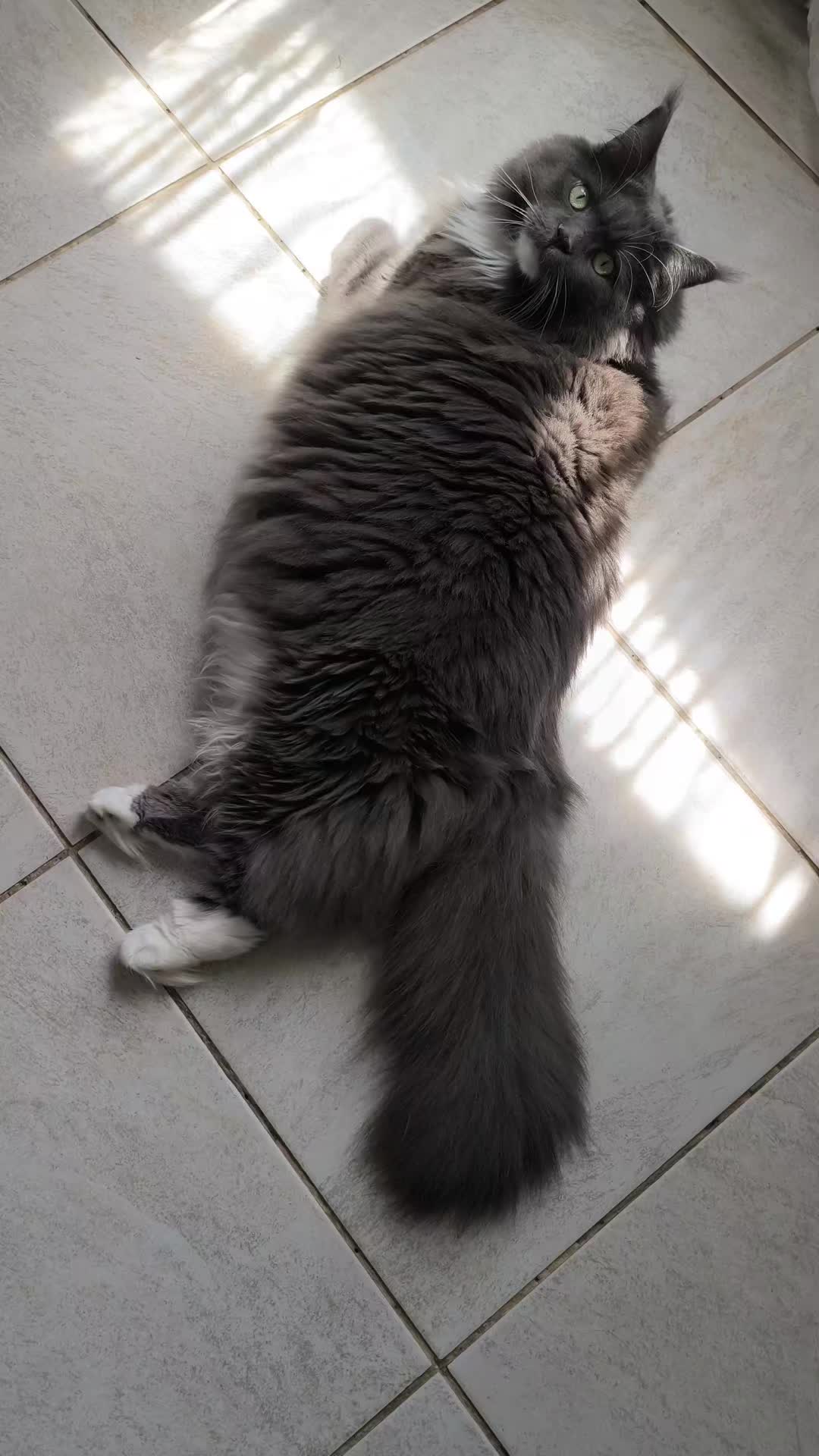 @TiTi.l'amour.des.animaux 🎙️