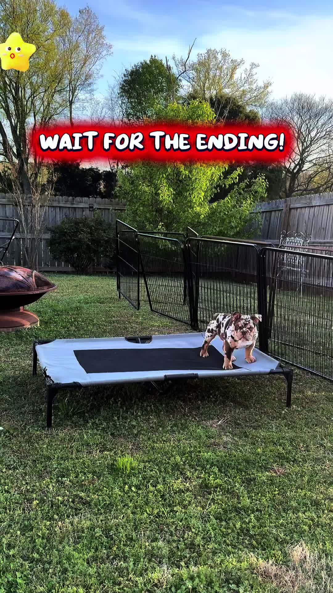 @barkleythabulldog