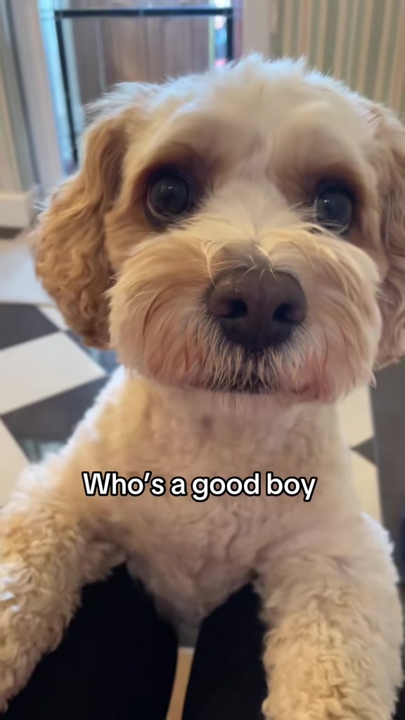 @My Cavachon