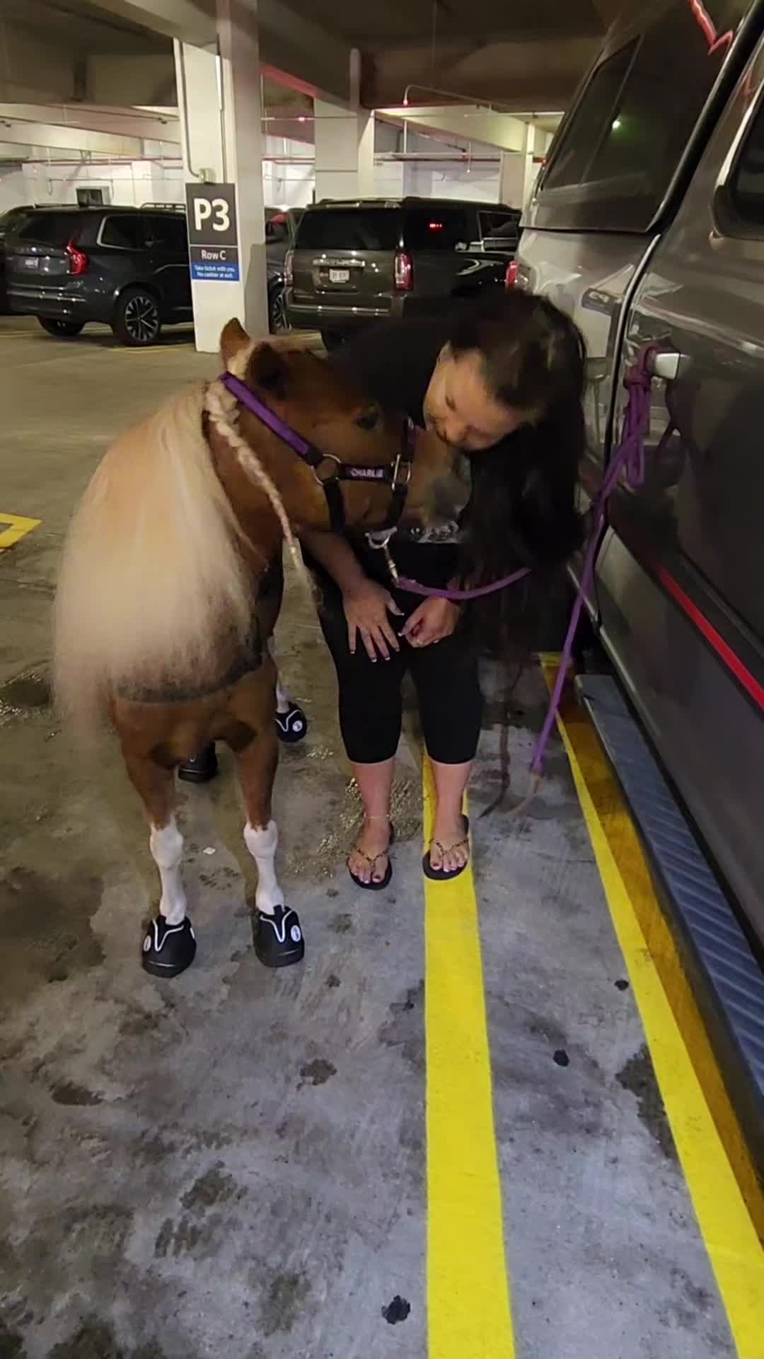 @minihorsemomandtrainer🐴🐴🐴🐴