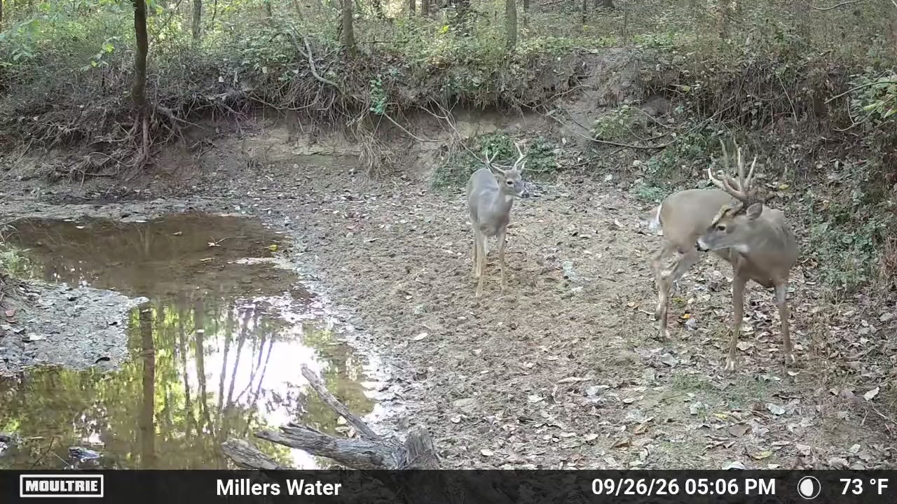 @Moultrie