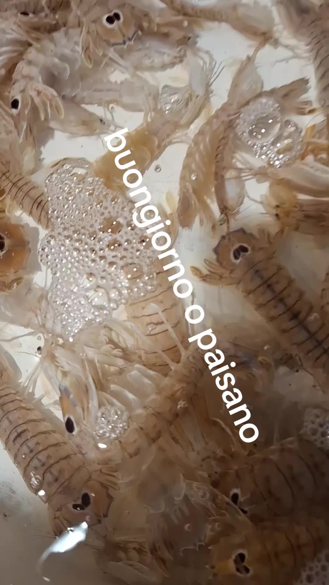 @Antimo cavaliere o paesano