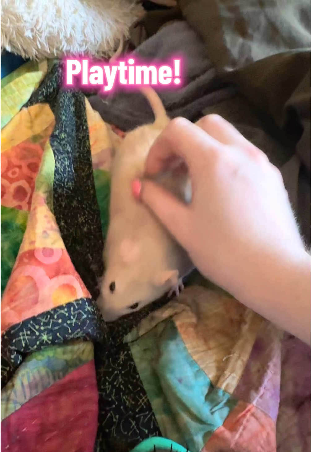 @lookatmyrodents