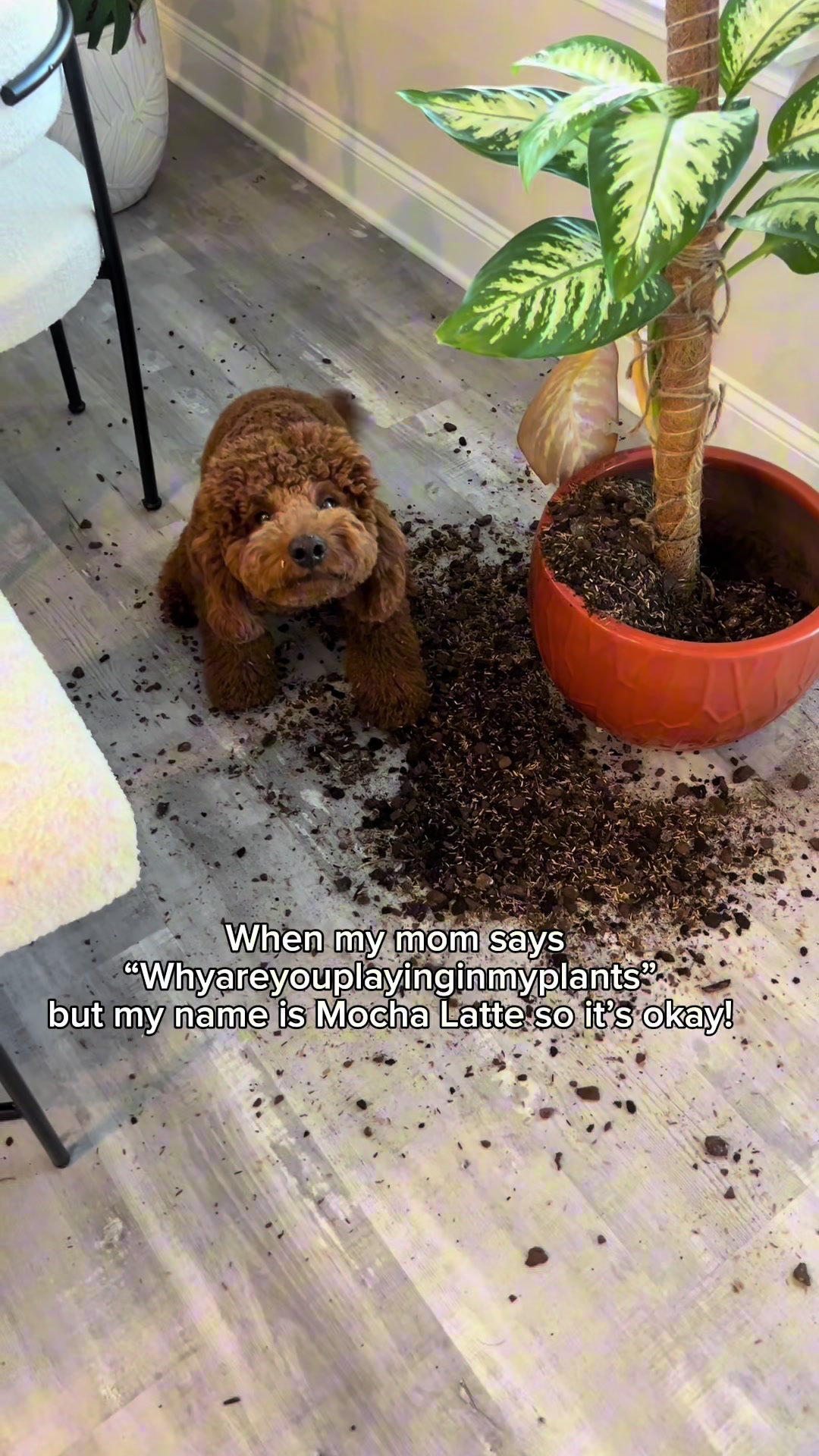 @Mocha | Mini Goldendoodle 🐾