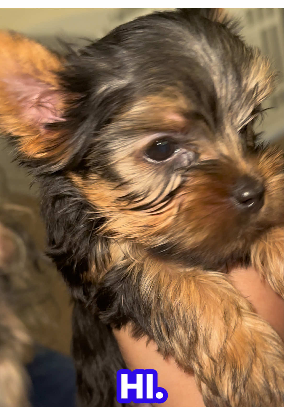 @RedBeautyYorkies🐾