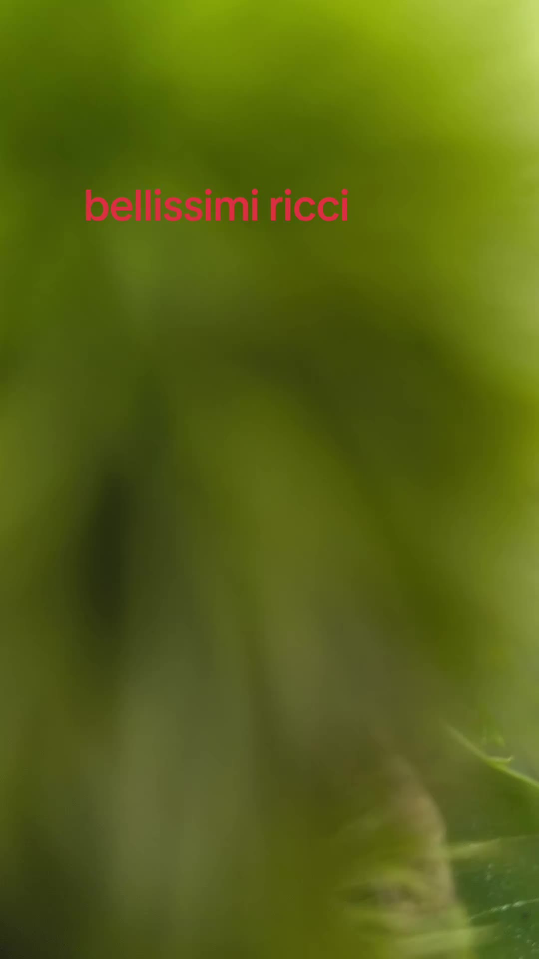 @il cinghiale di tiktok