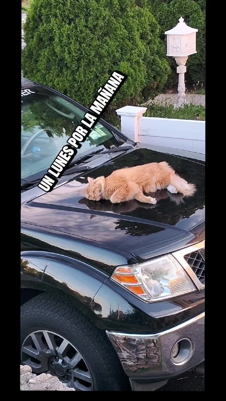 @Simba😽