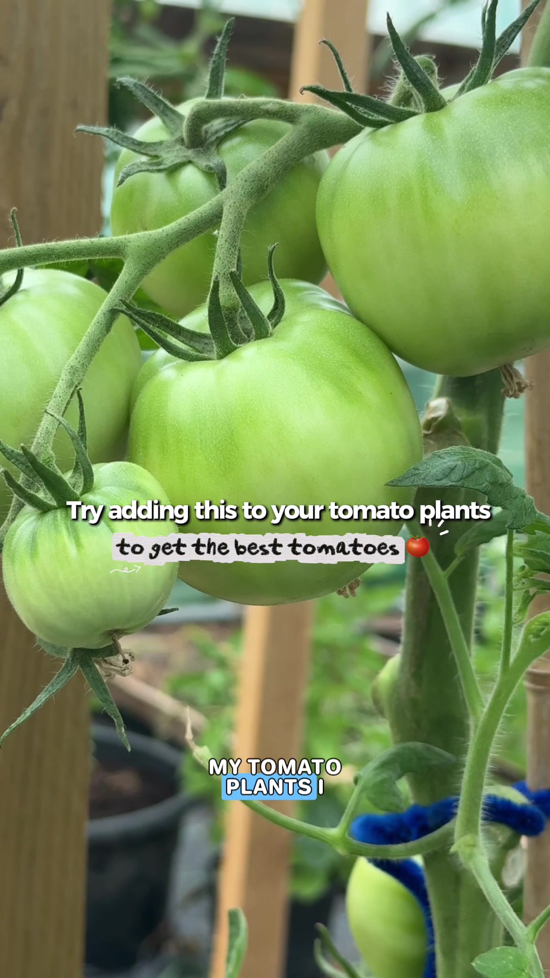@AllotmentOnline