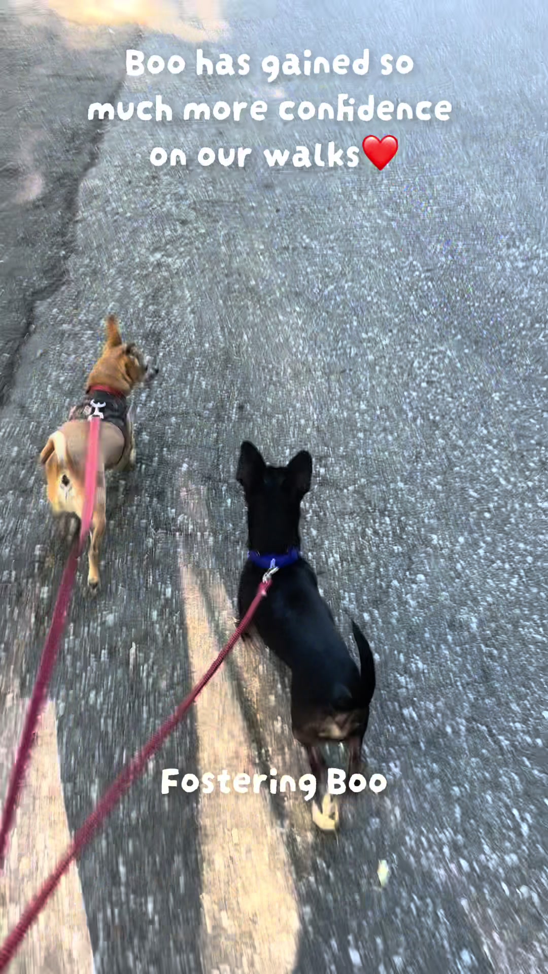 @LittleDog&Bogie
