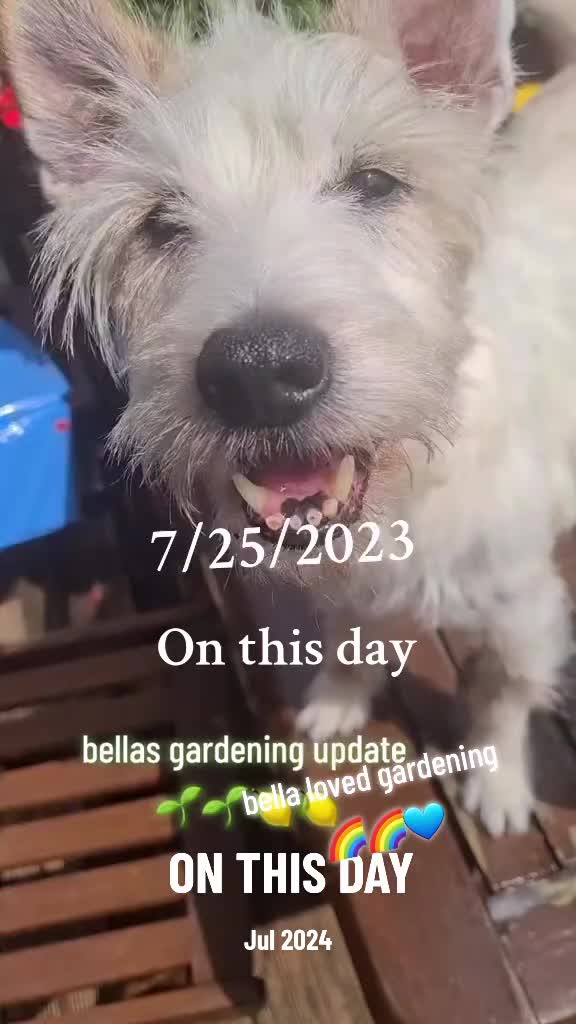 @claire🌈bellaBert Ernie💙Tonks