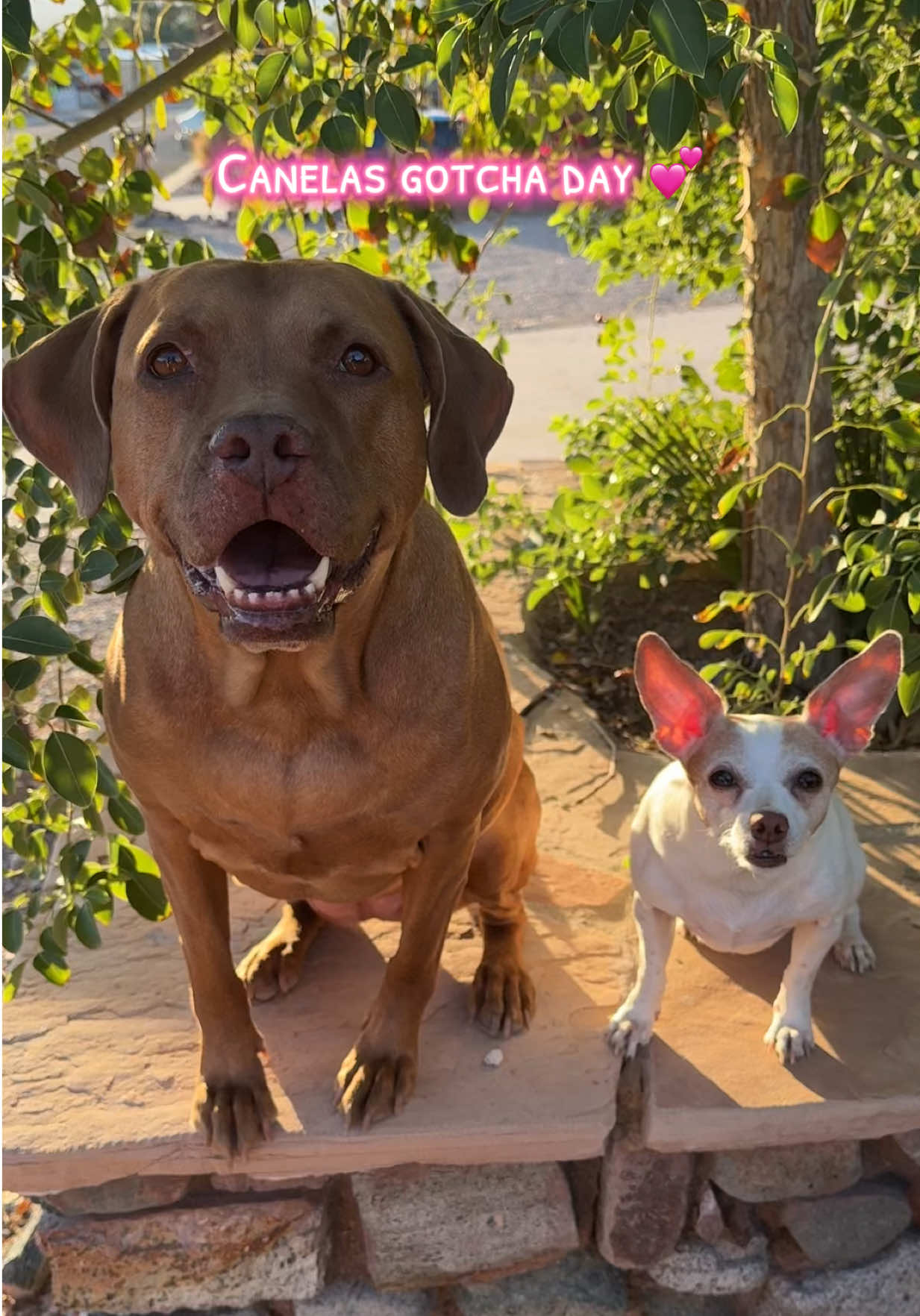 @Bambi & Canela 🐶🐕