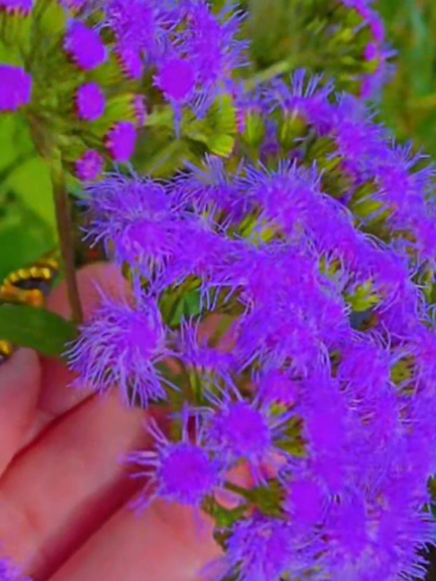 @Alicia ✨️🌱🐛