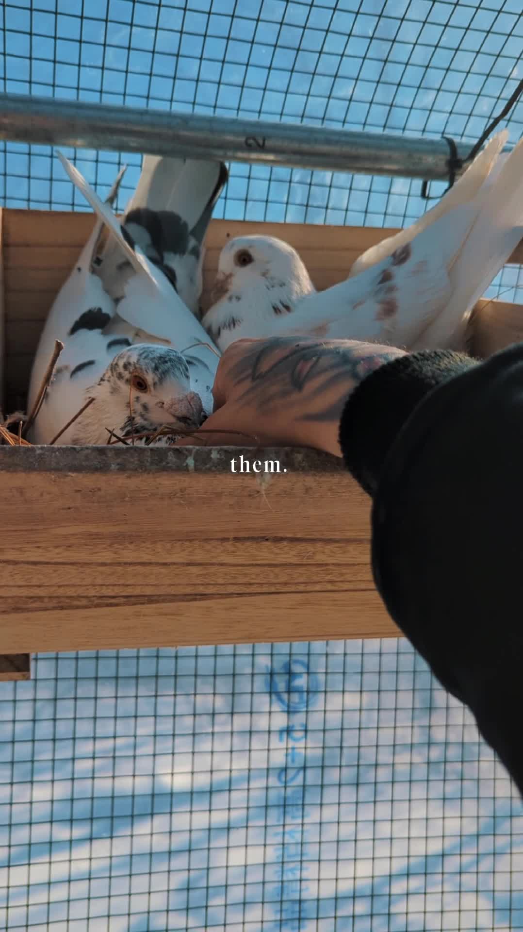 @Pigeons for Miles 🕊️