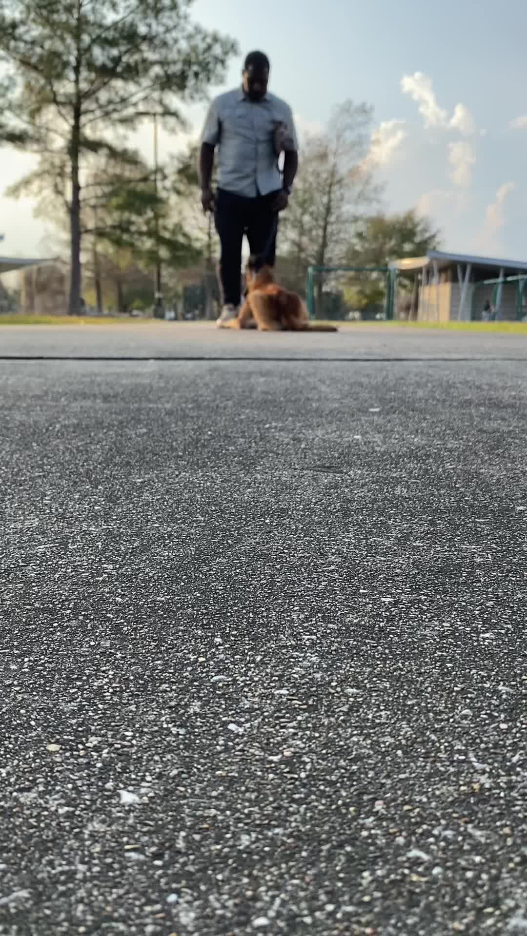 @Damu The Malinois