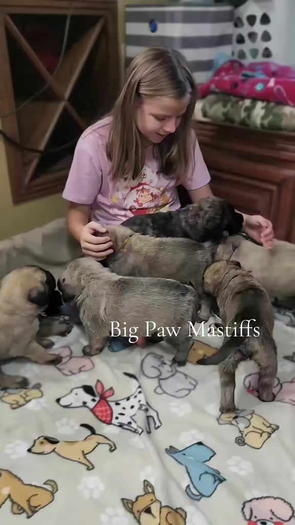 @Big Paw Mastiffs