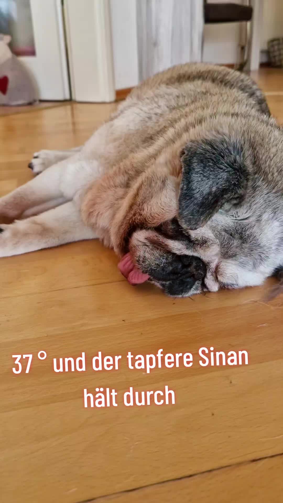 @Britti_Syke_Mops