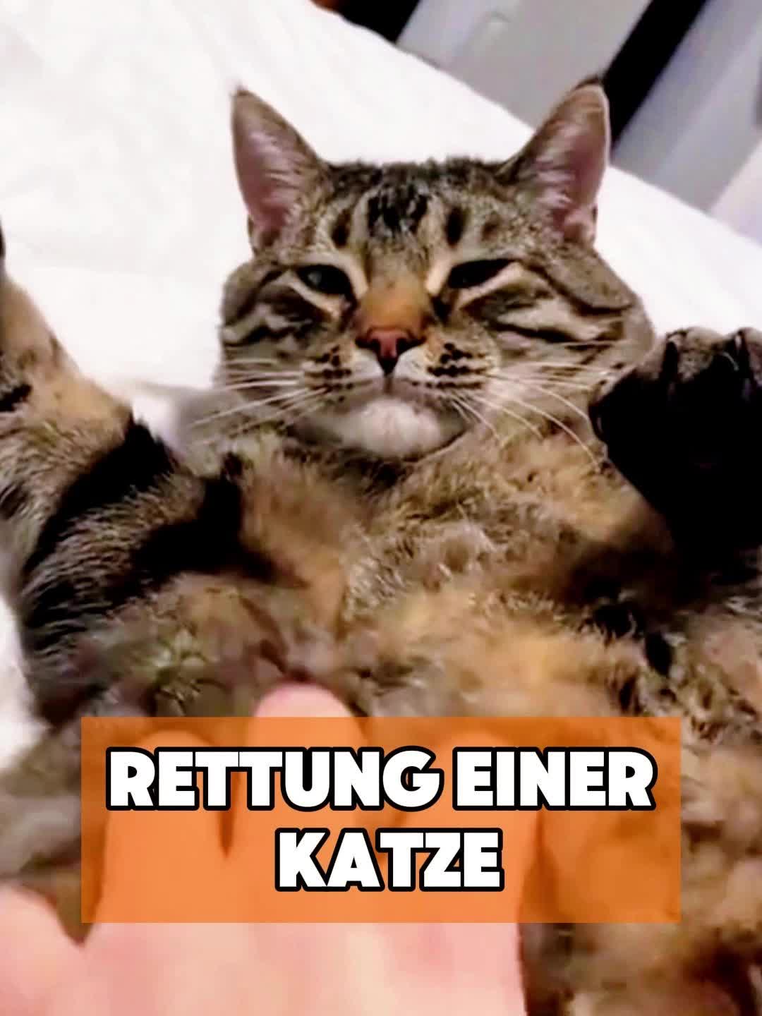@toto_tier
