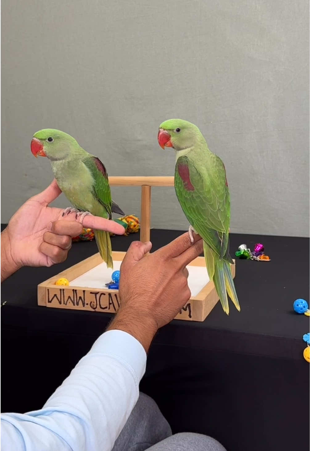 @JC Aviary