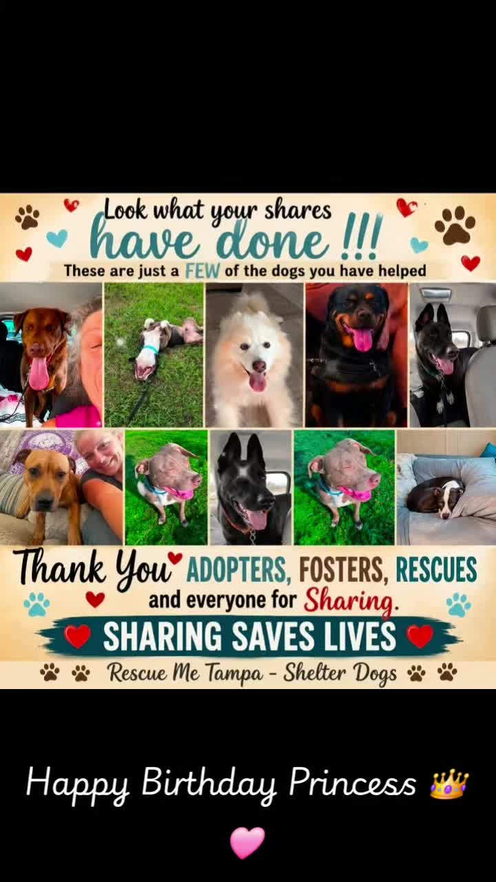 @RescueMeTampa-ShelterDogs