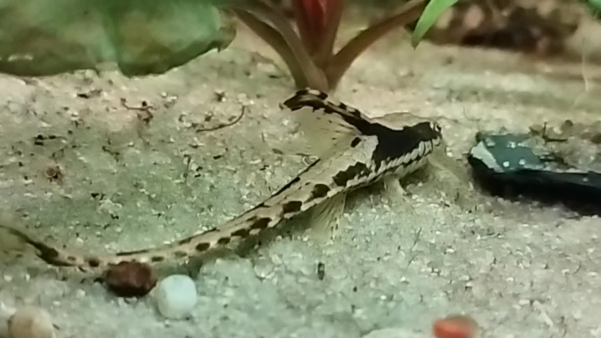 @Joker,s Aquarienwelt