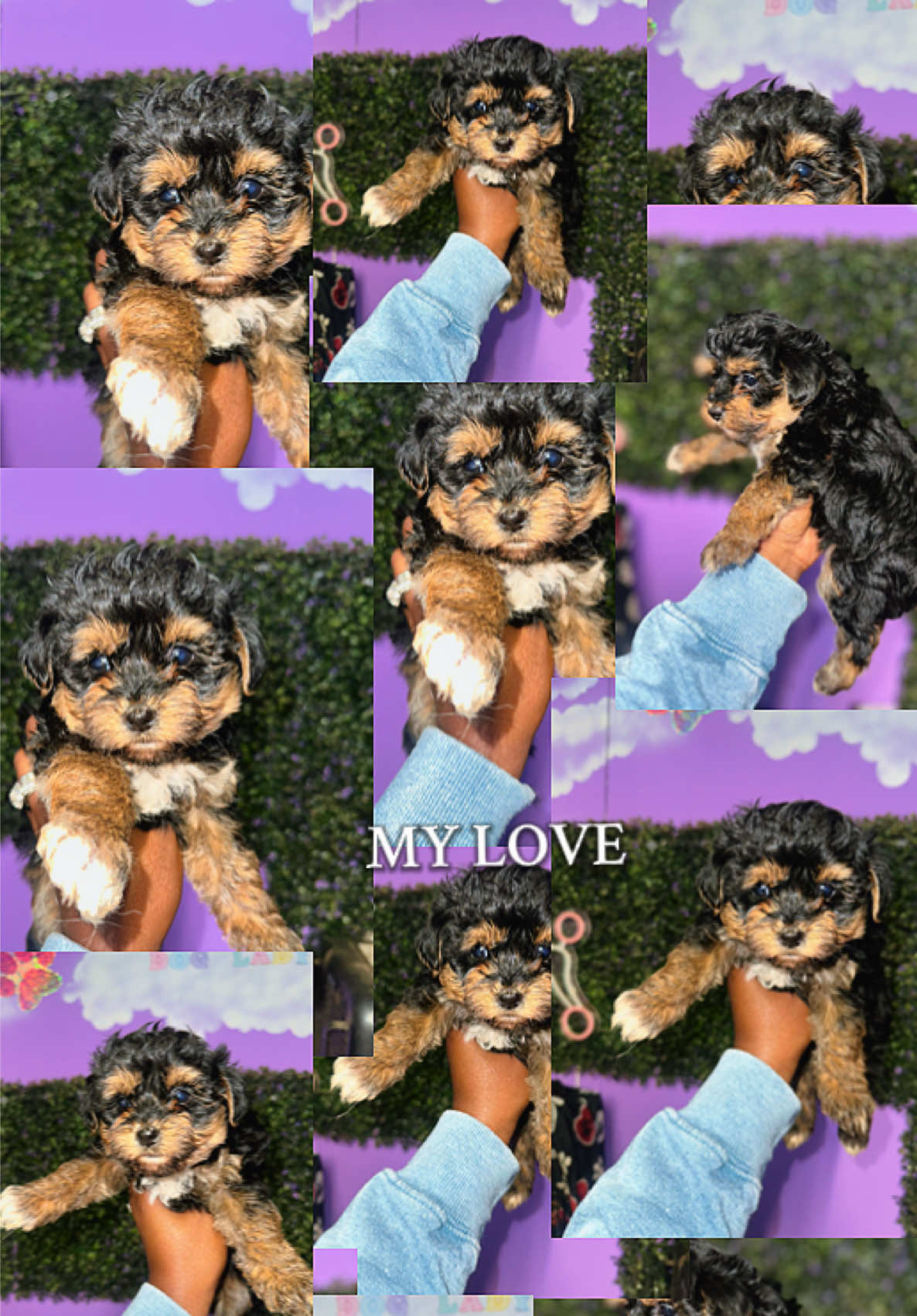 @Dog Lady