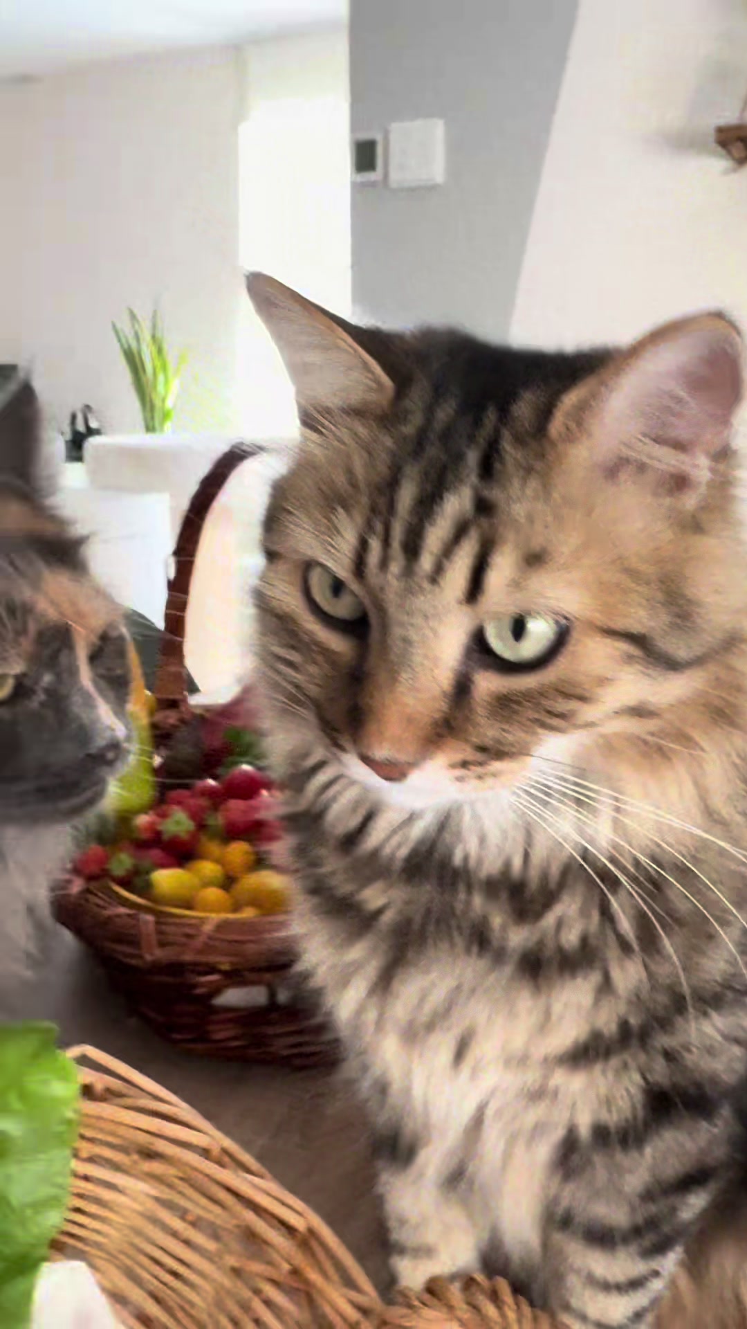 @Mike e Mendy Maine Coon