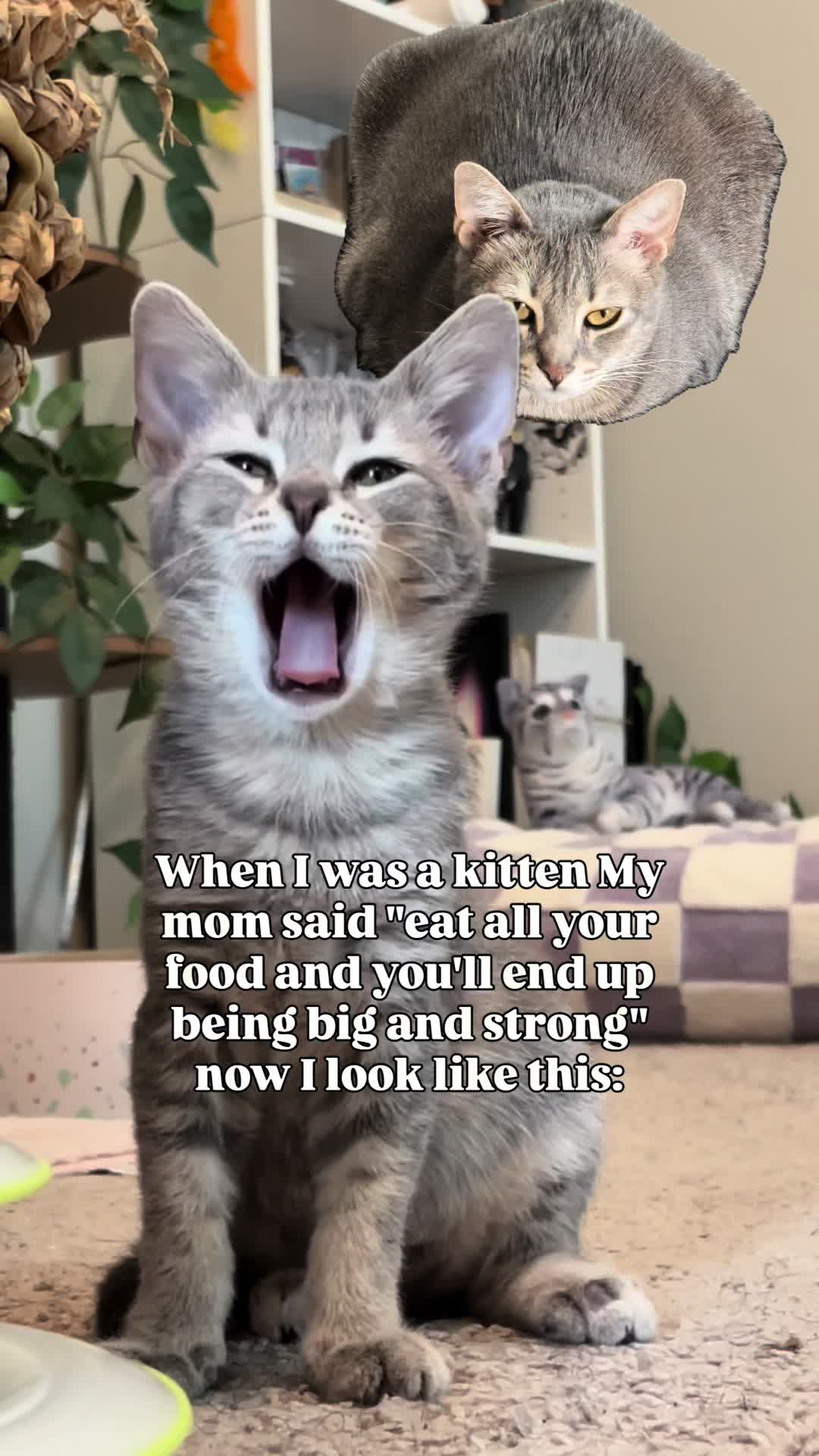 @Pepper the Rescue Cat 🐈⬛
