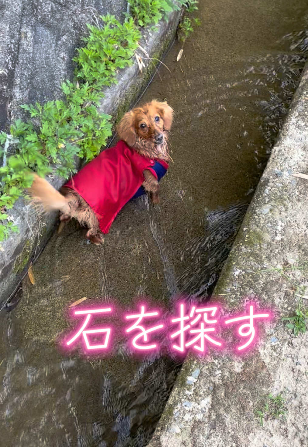 @しばいぬ