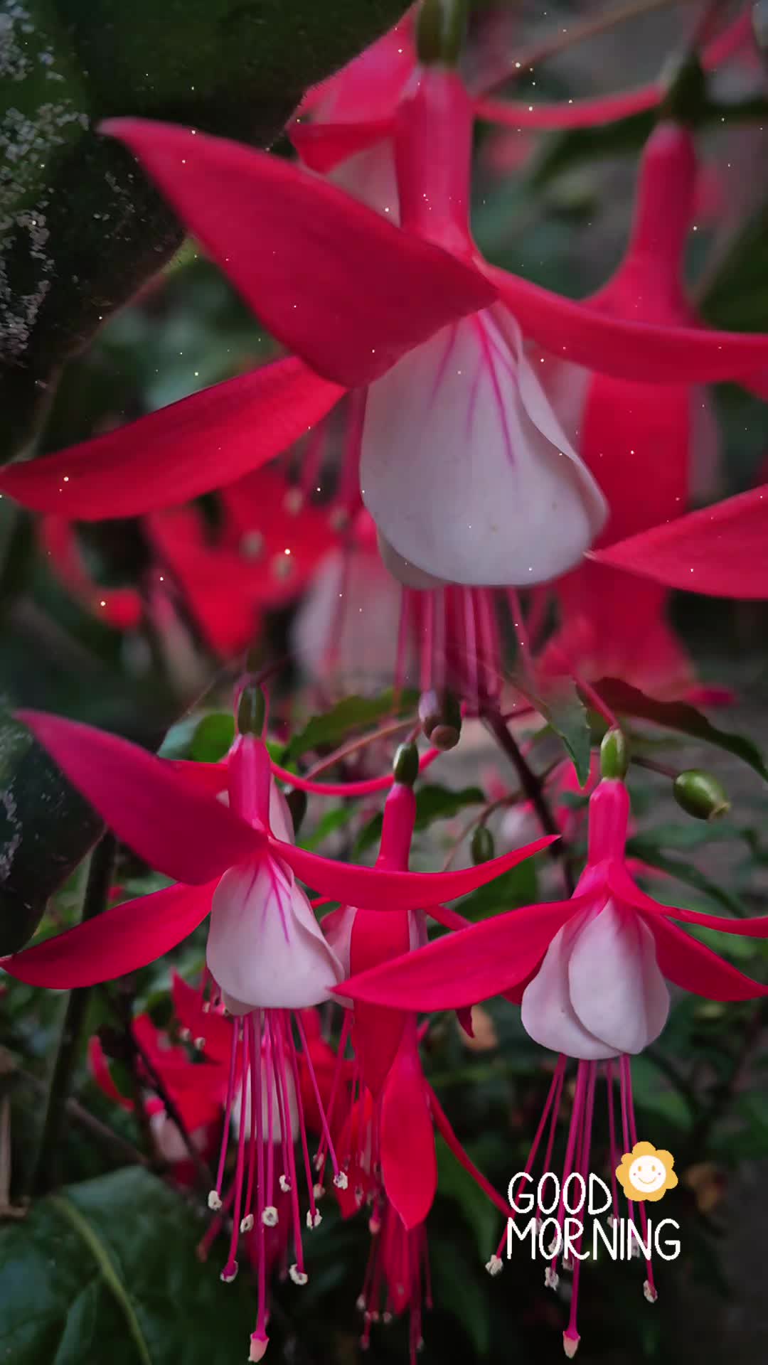 @Mariola Paradowska✨️👑✨