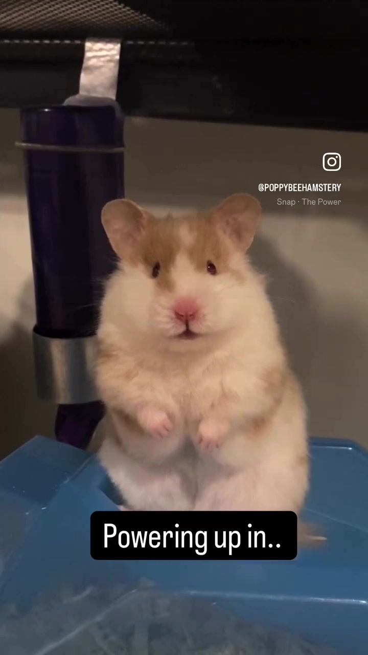 @Poppy Bee Hamstery