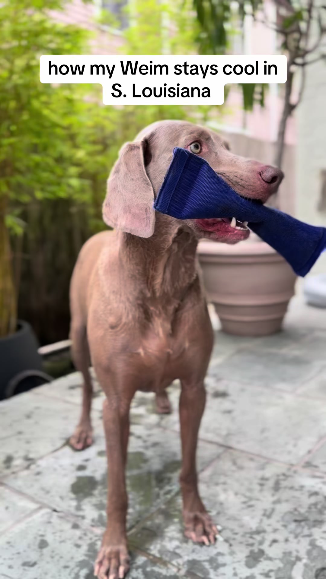 @Zoey the Weim