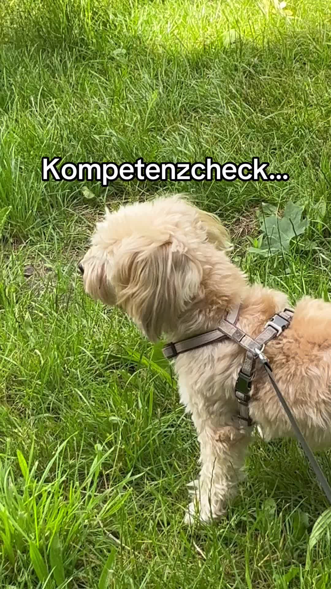 @DogMilow
