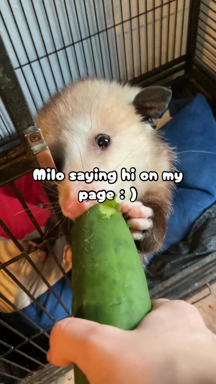 @๐ฆด_๐ฐ๐๐ค๐ฐ๐น๐ข๐ฆ_๐ฆด
