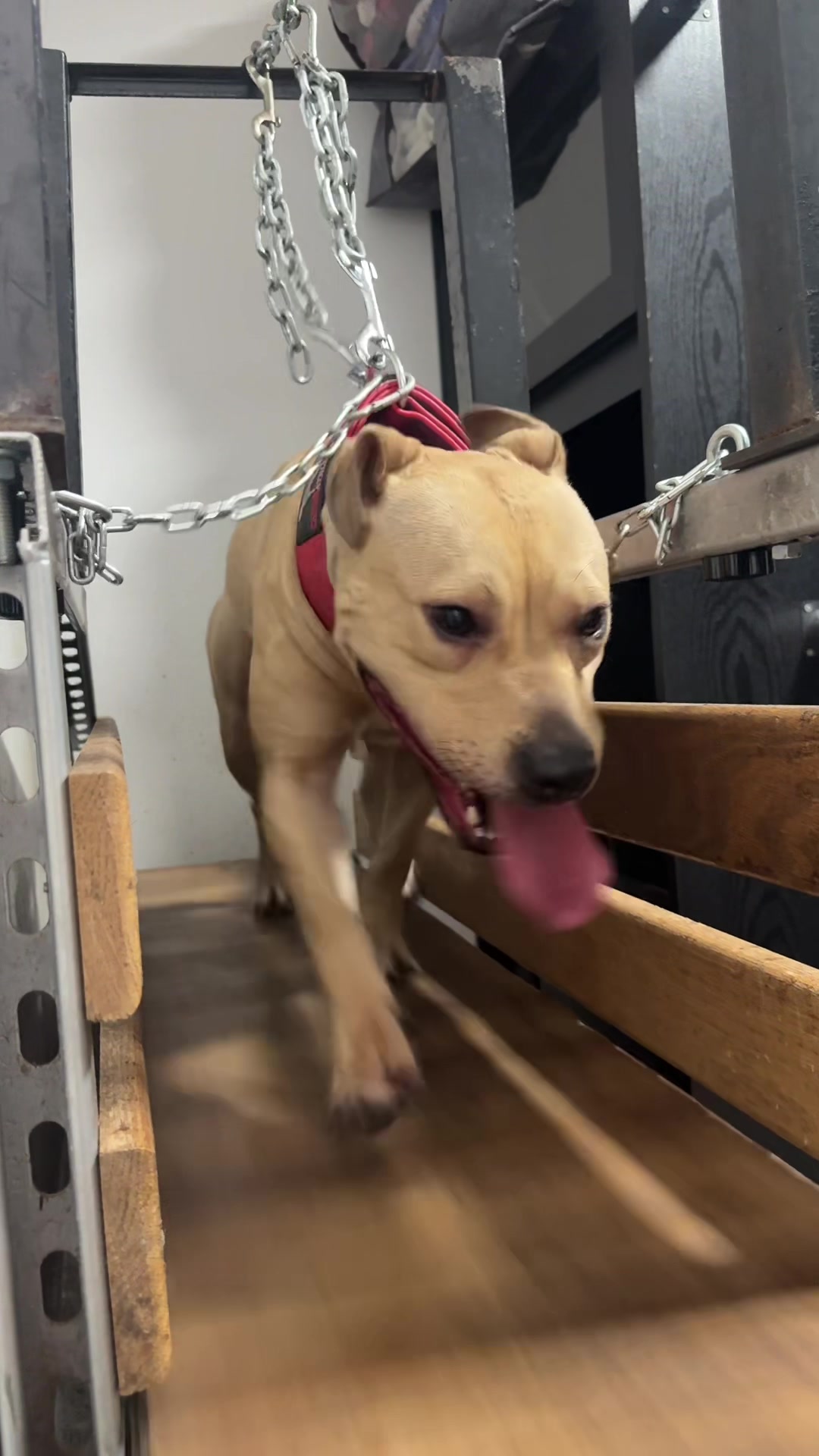 @Rocha_apbt